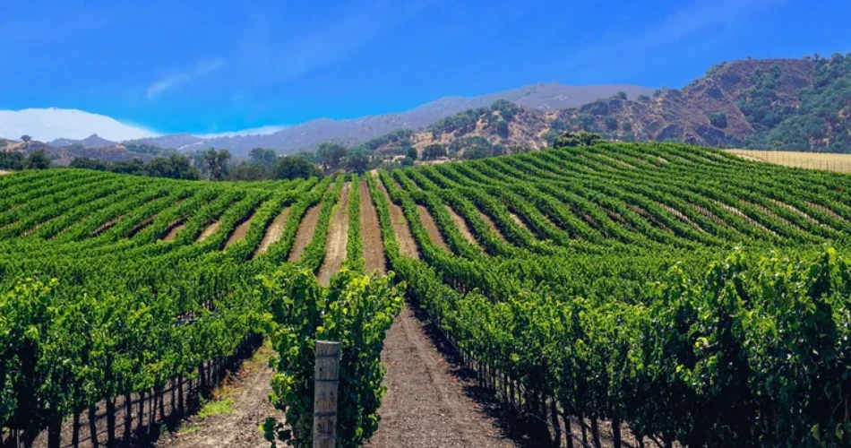 ¿Qué hacer en Berkeley, CA para los que visitan por primera vez?